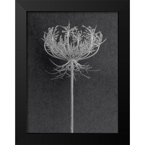 Queens Lace Black Modern Wood Framed Art Print by Rosenthal, Berry