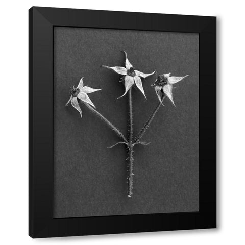 Rose Hip Black Modern Wood Framed Art Print by Rosenthal, Berry