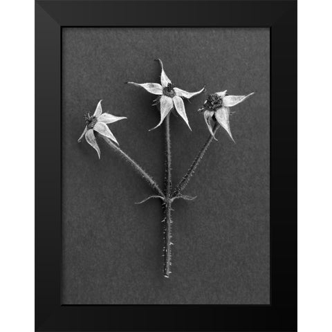 Rose Hip Black Modern Wood Framed Art Print by Rosenthal, Berry