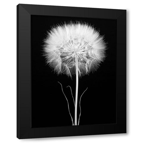 Salsify Black Modern Wood Framed Art Print with Double Matting by Rosenthal, Berry