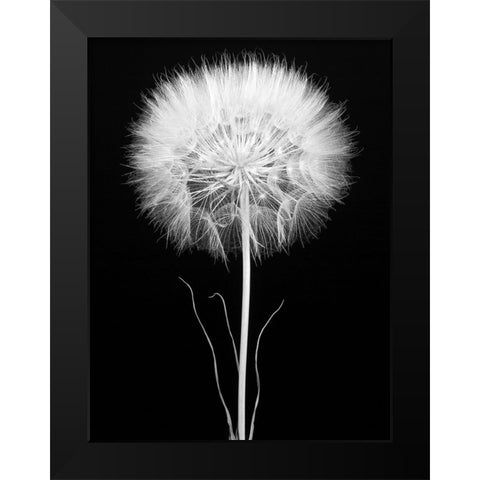 Salsify Black Modern Wood Framed Art Print by Rosenthal, Berry