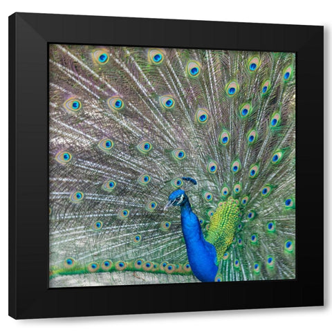Proud Black Modern Wood Framed Art Print with Double Matting by Head, Danny