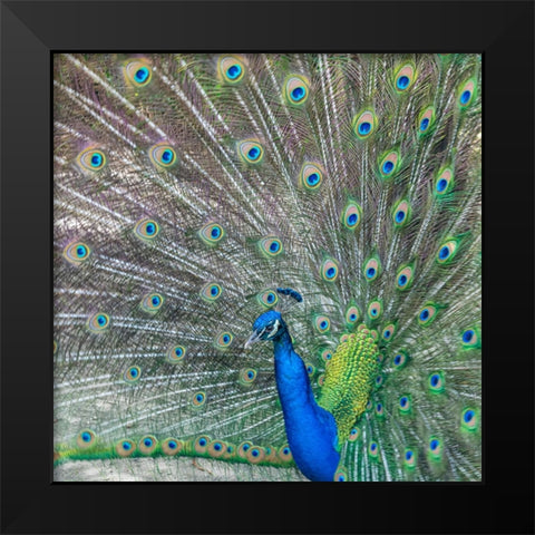 Proud Black Modern Wood Framed Art Print by Head, Danny