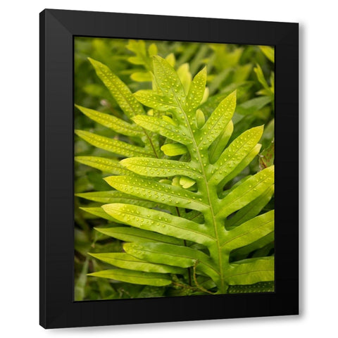 Fern Examination I Black Modern Wood Framed Art Print by Head, Danny