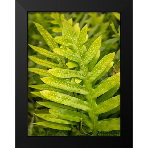 Fern Examination I Black Modern Wood Framed Art Print by Head, Danny