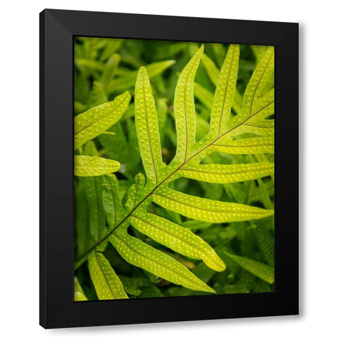 Fern Examination II Black Modern Wood Framed Art Print with Double Matting by Head, Danny