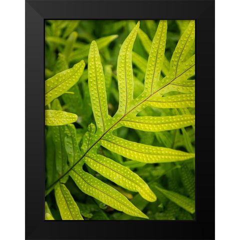Fern Examination II Black Modern Wood Framed Art Print by Head, Danny