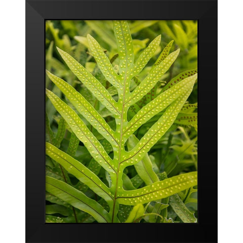 Fern Examination III Black Modern Wood Framed Art Print by Head, Danny