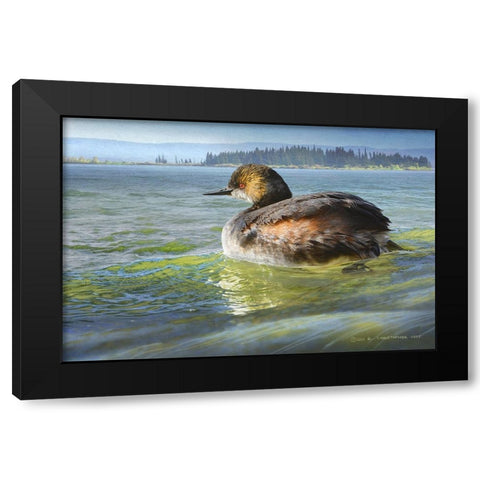Earred Grebe on Lake Black Modern Wood Framed Art Print with Double Matting by Vest, Chris