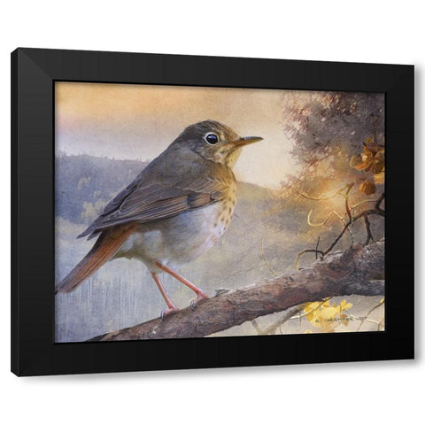 Hermit Thrush Hillside Drive Black Modern Wood Framed Art Print by Vest, Chris
