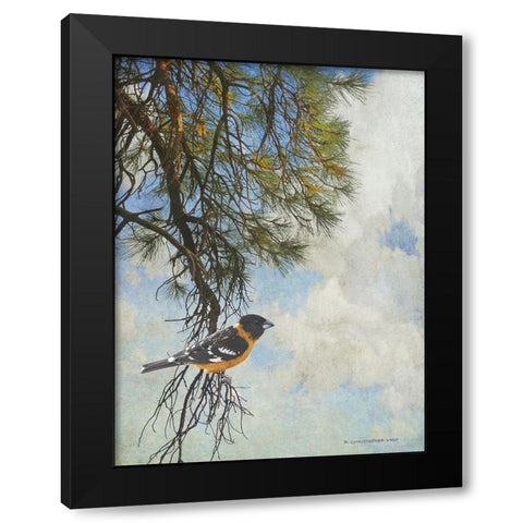 Ponderosa Black-Headed Grosbeak Black Modern Wood Framed Art Print by Vest, Chris