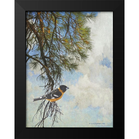 Ponderosa Black-Headed Grosbeak Black Modern Wood Framed Art Print by Vest, Chris