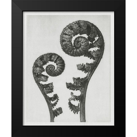 Blossfeldt Fern I Black Modern Wood Framed Art Print by Blossfeldt, Karl
