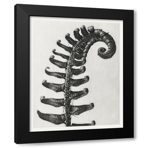 Blossfeldt Fern II Black Modern Wood Framed Art Print by Blossfeldt, Karl
