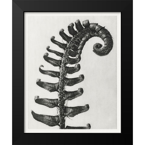 Blossfeldt Fern II Black Modern Wood Framed Art Print by Blossfeldt, Karl