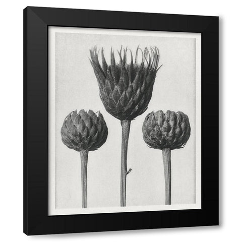Blossfeldt Trio I Black Modern Wood Framed Art Print with Double Matting by Blossfeldt, Karl