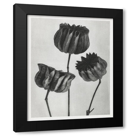 Blossfeldt Trio II Black Modern Wood Framed Art Print with Double Matting by Blossfeldt, Karl
