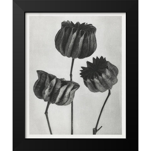 Blossfeldt Trio II Black Modern Wood Framed Art Print by Blossfeldt, Karl