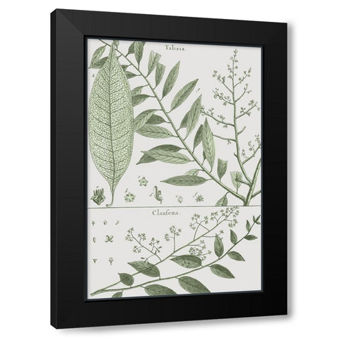 Antique Ferns Revival I Black Modern Wood Framed Art Print with Double Matting by Dedirot