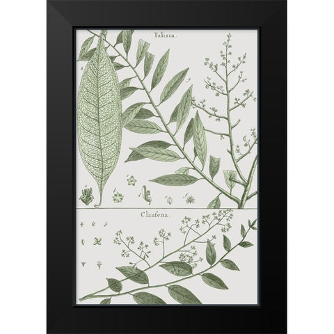 Antique Ferns Revival I Black Modern Wood Framed Art Print by Dedirot