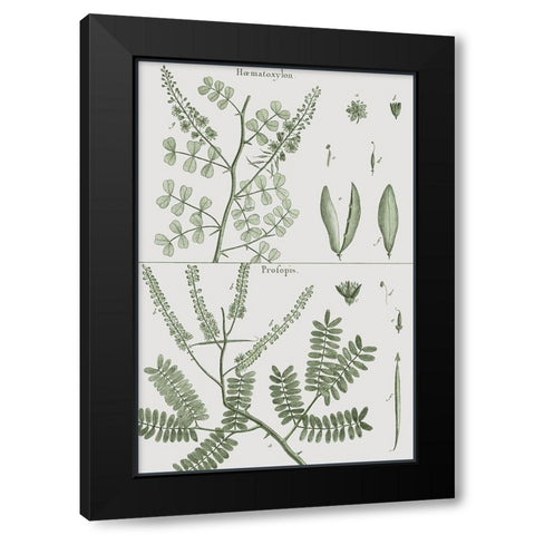 Antique Ferns Revival II Black Modern Wood Framed Art Print by Dedirot