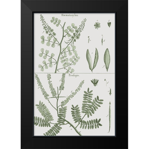 Antique Ferns Revival II Black Modern Wood Framed Art Print by Dedirot
