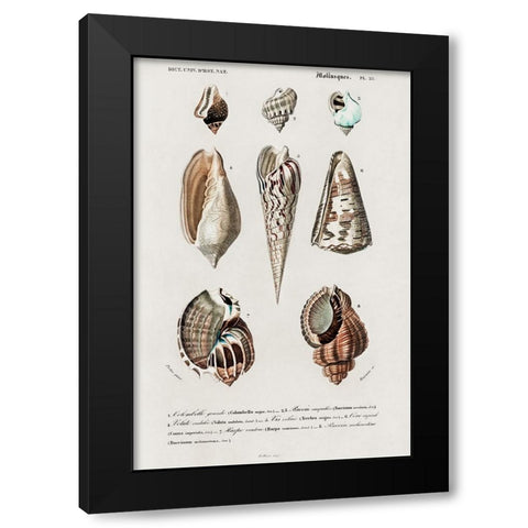 dOrbigny Shell Array II Black Modern Wood Framed Art Print by DOrbigny, M. Charles