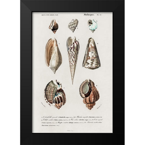 dOrbigny Shell Array II Black Modern Wood Framed Art Print by DOrbigny, M. Charles