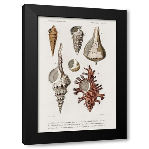 dOrbigny Shell Array IV Black Modern Wood Framed Art Print with Double Matting by DOrbigny, M. Charles
