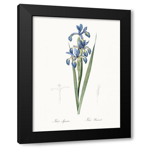 Delicate Iris I Black Modern Wood Framed Art Print by Redoute, Pierre