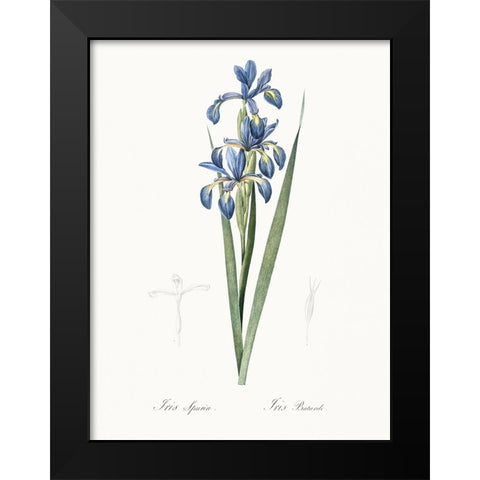 Delicate Iris I Black Modern Wood Framed Art Print by Redoute, Pierre