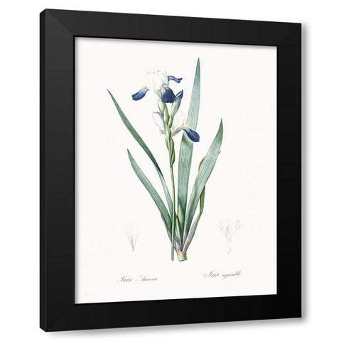 Delicate Iris II Black Modern Wood Framed Art Print with Double Matting by Redoute, Pierre