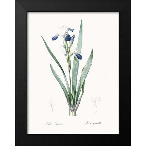 Delicate Iris II Black Modern Wood Framed Art Print by Redoute, Pierre