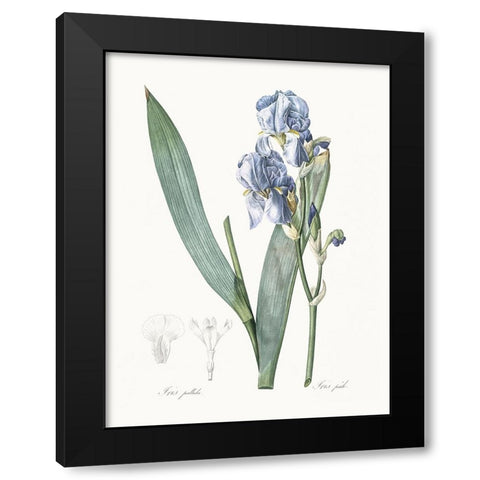 Delicate Iris III Black Modern Wood Framed Art Print by Redoute, Pierre
