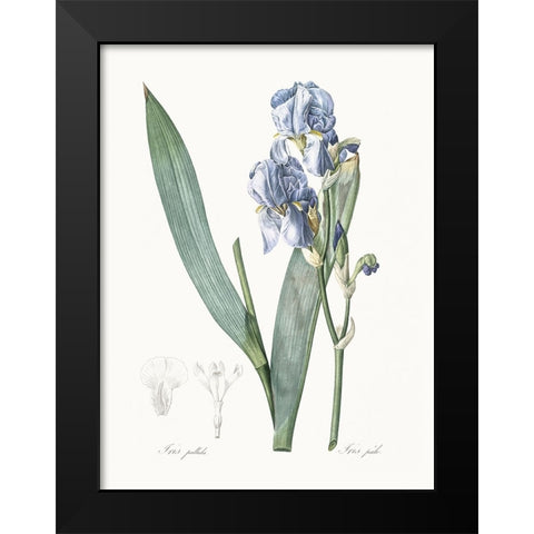 Delicate Iris III Black Modern Wood Framed Art Print by Redoute, Pierre