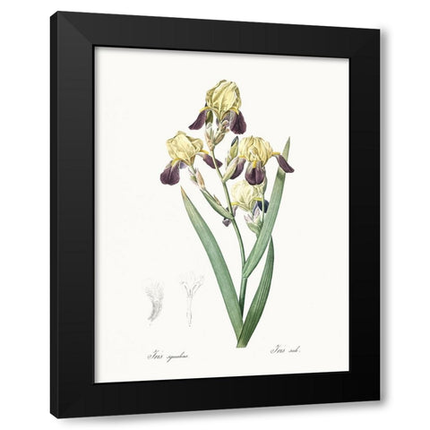 Delicate Iris IV Black Modern Wood Framed Art Print by Redoute, Pierre