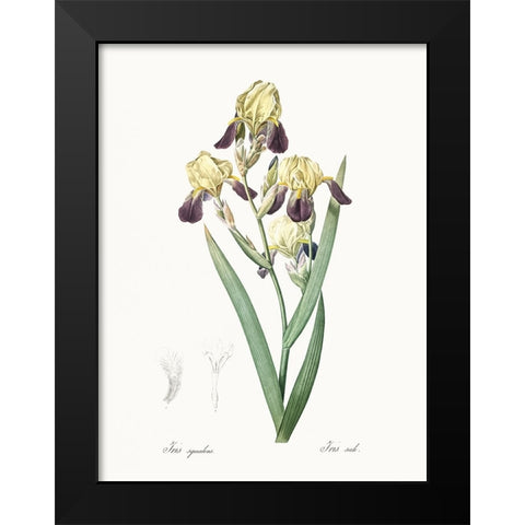 Delicate Iris IV Black Modern Wood Framed Art Print by Redoute, Pierre