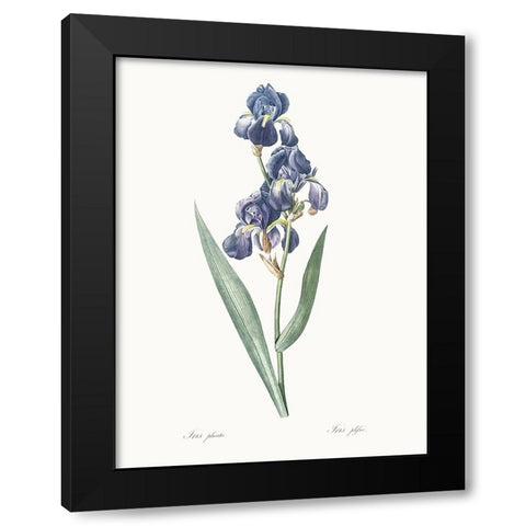 Delicate Iris V Black Modern Wood Framed Art Print with Double Matting by Redoute, Pierre