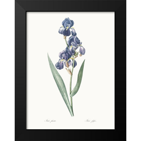 Delicate Iris V Black Modern Wood Framed Art Print by Redoute, Pierre
