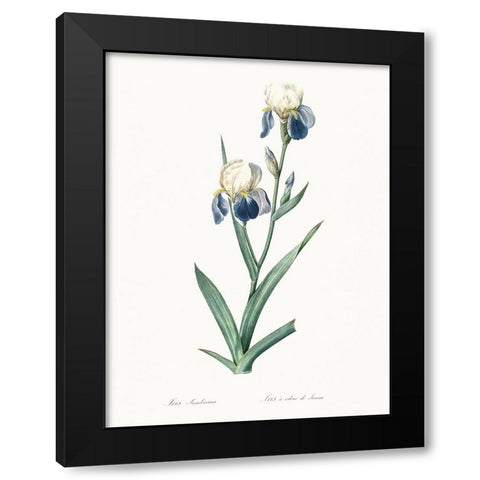 Delicate Iris VI Black Modern Wood Framed Art Print with Double Matting by Redoute, Pierre