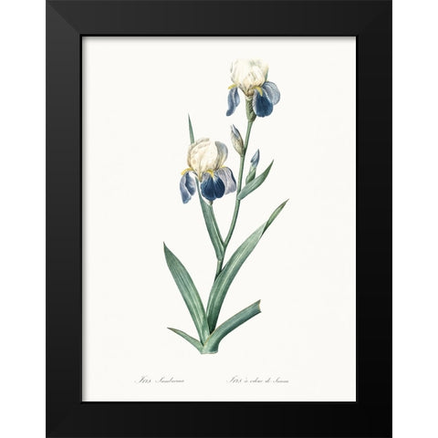 Delicate Iris VI Black Modern Wood Framed Art Print by Redoute, Pierre