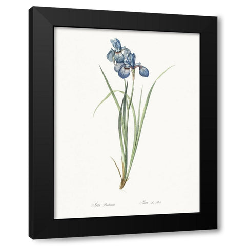 Delicate Iris VII Black Modern Wood Framed Art Print with Double Matting by Redoute, Pierre
