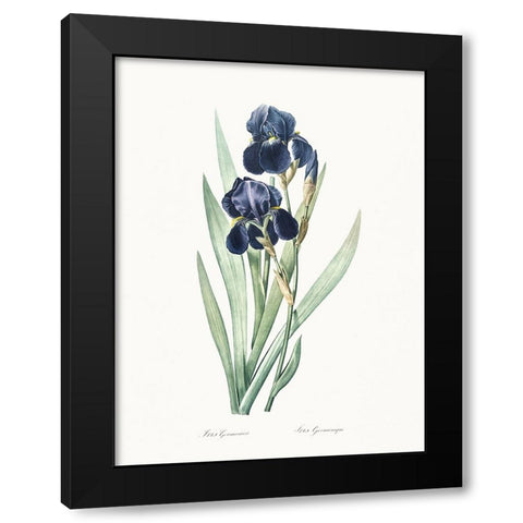 Delicate Iris VIII Black Modern Wood Framed Art Print by Redoute, Pierre