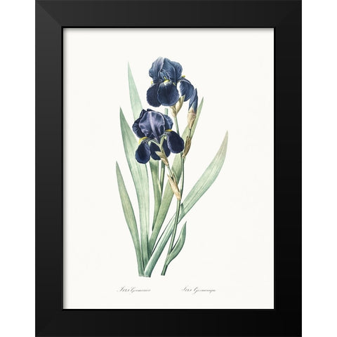 Delicate Iris VIII Black Modern Wood Framed Art Print by Redoute, Pierre