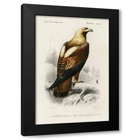 dOrbigny Raptor I Black Modern Wood Framed Art Print with Double Matting by DOrbigny, M. Charles