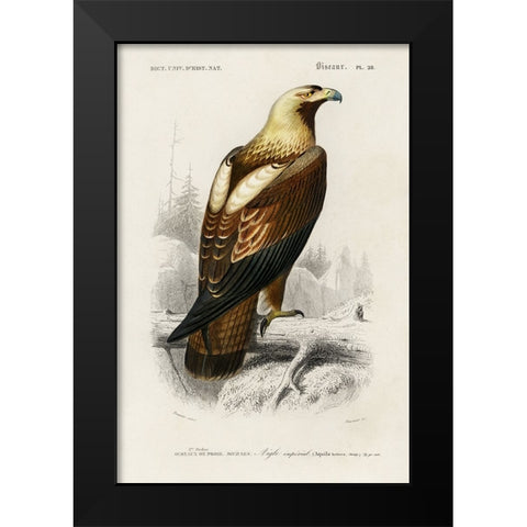 dOrbigny Raptor I Black Modern Wood Framed Art Print by DOrbigny, M. Charles