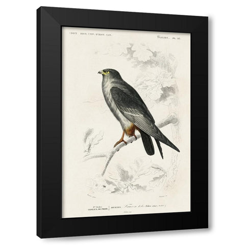dOrbigny Raptor II Black Modern Wood Framed Art Print with Double Matting by DOrbigny, M. Charles