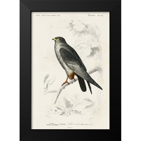 dOrbigny Raptor II Black Modern Wood Framed Art Print by DOrbigny, M. Charles