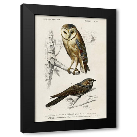 dOrbigny Raptor III Black Modern Wood Framed Art Print by DOrbigny, M. Charles