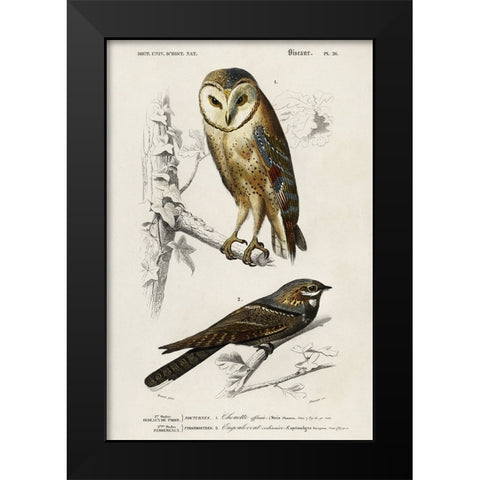 dOrbigny Raptor III Black Modern Wood Framed Art Print by DOrbigny, M. Charles